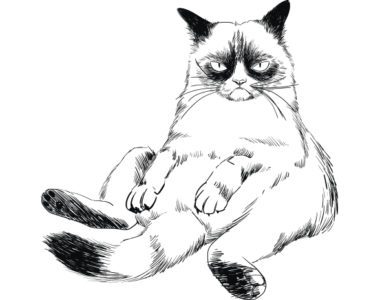 Grumpy Cat, a popular meme; political memes have been used to spread misinformation