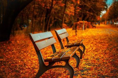 Park benches in fall landscape